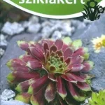 Virágos sziklakert /1x1 kertész Vedd meg most