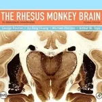 Gyors kiszállítás The Rhesus Monkey Brain in Stereotaxic Coordinates byPaxinos, George; Petrides, Michael; Huang, Xu-Feng;