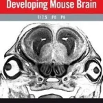 Atlas of the Developing Mouse Brain at E17.5, P0 and P6 Kedvezményes ár
